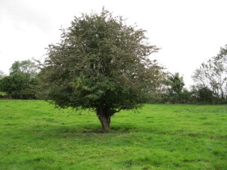 Lone whitethorn bush at Staleen, Donore (photo by Joan Mullen)