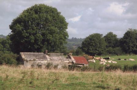 Ruins of the Grove House with large deciduous trees and contented fattening cattle at Farranalcock, Carlanstown. Paddy Harten was the last person to live in this house, he lived here until approximately 40 years ago. Before him, Phil Reilly, a herd on O'Reilly's estate lived here. (Photo by Matthew Lynch)