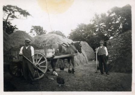 ‘Hay in the Haggard’ - The Haggard was the small field where wheat, oats and barley were stacked and where the threshing took place. The Haggard was the centre of farm life activity in the autumn. This photo shows two men working in a haggard in the Ardcath area with a horse and cart and with hay ricks in the background (courtesy of Frances Lee Gargan from ‘The Parish of Ardcath Clonalvy: A History’, 2012, original photo from James McGrath)