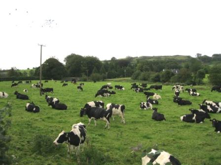 Dairy cows in a field at Harlinstown, Slane (photo by Joan Mullen)
