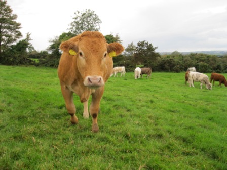 Beef cattle in Meath field (photo by Joan Mullen)