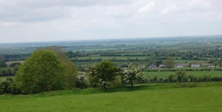 Whitethorn bush in field